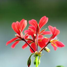 Geranium van René van Proosdij