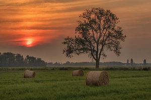 Arbre avec des rouleaux de foin au coucher du soleil sur Moetwil en van Dijk - Fotografie