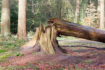 Fallen tree in a dutch forest van Micha Klootwijk