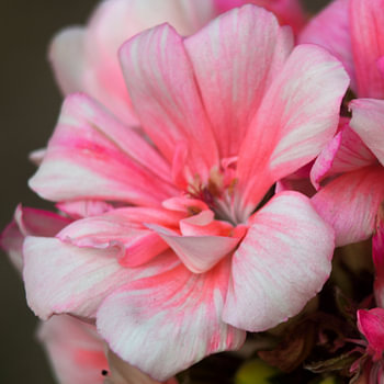 Poster für die Welt: blume in meinem Garten
