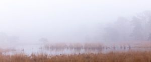 Rust in het oneindige, Strijbeek, Strijbeekse heide, Noord-Brabant, Holland, Nederland afbeelding mi van Ad Huijben