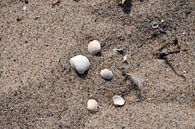 Muscheln am Strand von GH Foto & Artdesign Miniaturansicht