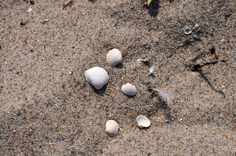 Muscheln am Strand von GH Foto & Artdesign