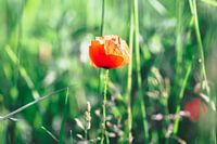 Das Rot des Mohns kontrastiert mit dem Grün.