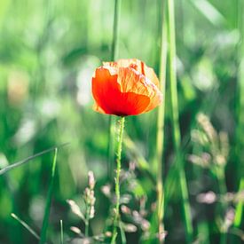 Red of the poppy contrasting with the green. by Joeri Mostmans