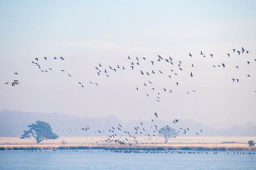 Märchenhafte Landschaften rund um Dwingeloo und das Dwingelderveld. von Marcel Jurian de Jong