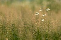 margrieten in 't veld (2)