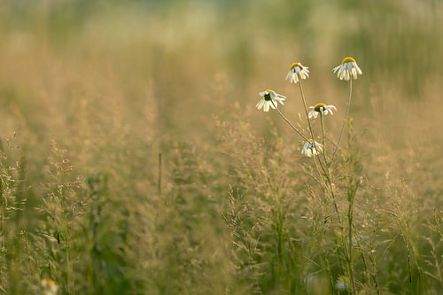 Gänseblümchen auf dem Feld (2)