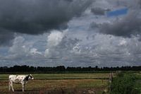Lone cow