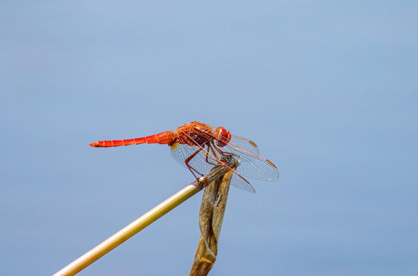 Rode Libelle Okavango Delta van Merijn Loch