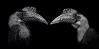 Partners in Crime by Ron Meijer Photo-Art thumbnail