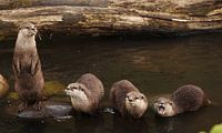 speelse otters