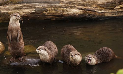 playful otters