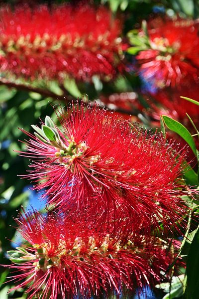 fleurs rouges de cure-bouteille par Werner Lehmann