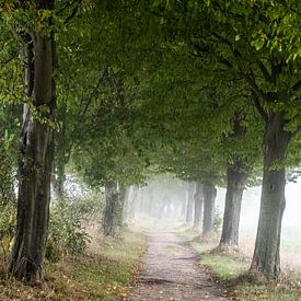 Allée d'arbres dans la brume d'automne sur Holger W. Spieker