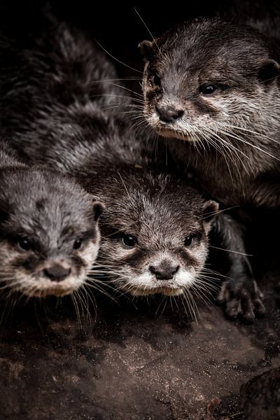 Otters van Design Wall Arts