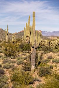 Lost Dutchman State Park in Arizona.