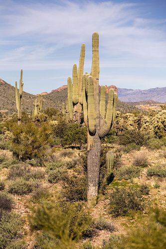 Lost Dutchman State Park en Arizona.