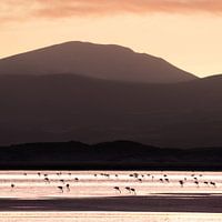 Flamingos