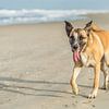 Hond op het strand van Henk van den Brink