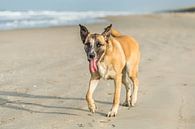 Ein erschöpfter Hund läuft am Strand von Henk van den Brink Miniaturansicht