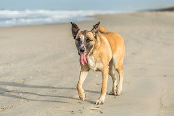 Hond op het strand van Henk van den Brink
