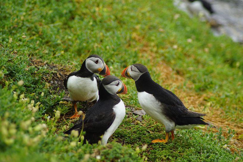 Papageitaucher auf der Insel Skellig Michael in Irland von Babetts Bildergalerie
