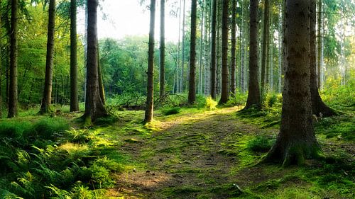 Early sunrays in the spruce forest
