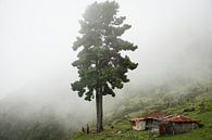 Ein großer einsamer Baum steht im Nebel an einem Berghang. von Twan Bankers Miniaturansicht