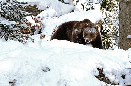 L'ours brun dans la posture menaçante dans la neige