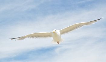 Meeuw Vleugels Gespreid