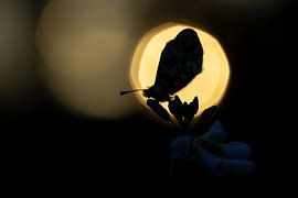 Silhouette d'un petit papillon orange sur Jasper Kok
