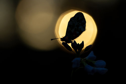 Silhouette d'un petit papillon orange