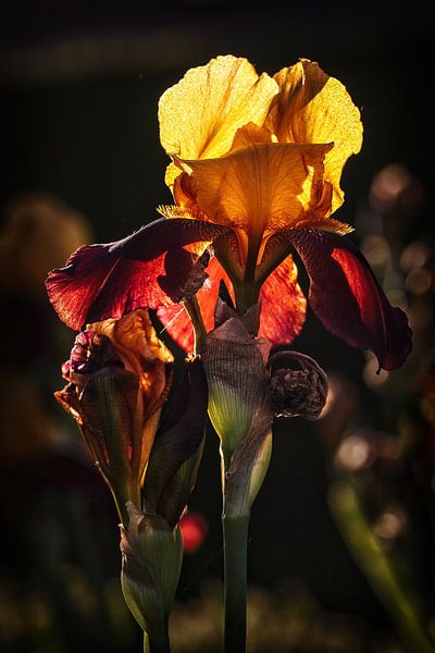 Iris in the backlight by Rob Boon