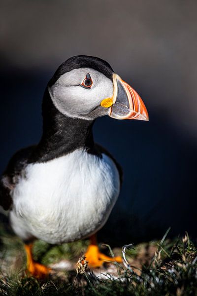 Papageitaucher, puffinn Scotland von Winne Köhn