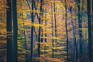 Forêt de hêtres en automne avec des feuilles aux couleurs de l'automne