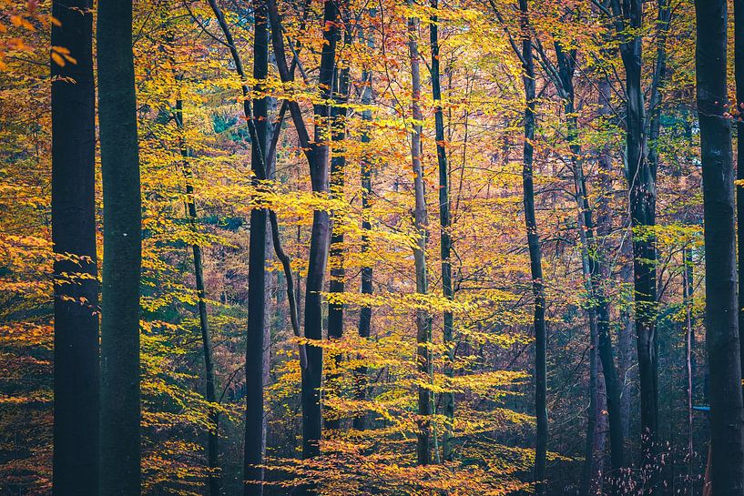 Buchenwald im Herbst mit herbstlich gefärbten Blättern von Fotografiecor .nl