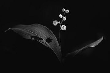 Lily of the Valley by Daniela Beyer