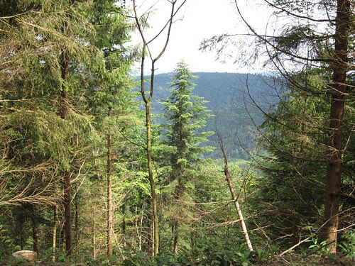 Bos  diepte uitzicht vanuit het bos