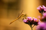 libelle op een bloem in avond zon licht van Margriet Hulsker thumbnail