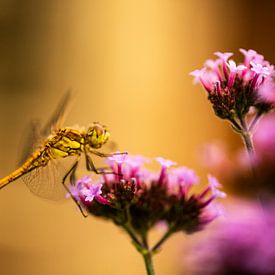 libelle op een bloem in avond zon licht van Margriet Hulsker