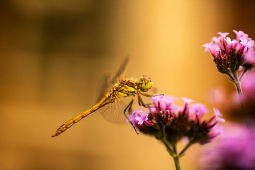 Libelle auf einer Blüte im Abendsonnenlicht