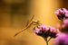 libelle op een bloem in avond zon licht van Margriet Hulsker
