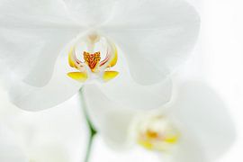 The white orchid by Marianne Binnenmars