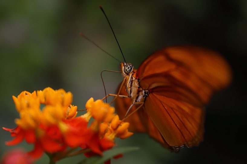 Vlinder op bloem van Lens_en_Dier/Vizier Fotografie