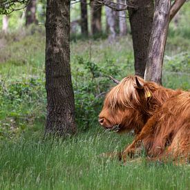 Schottischer Highlander im Gras liegend von MDRN HOME