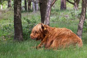 Schottischer Highlander im Gras liegend