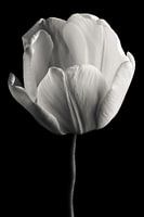 Tulip black and white