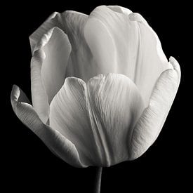 Tulipe noir et blanc sur Steffen Sebastian Schäfer