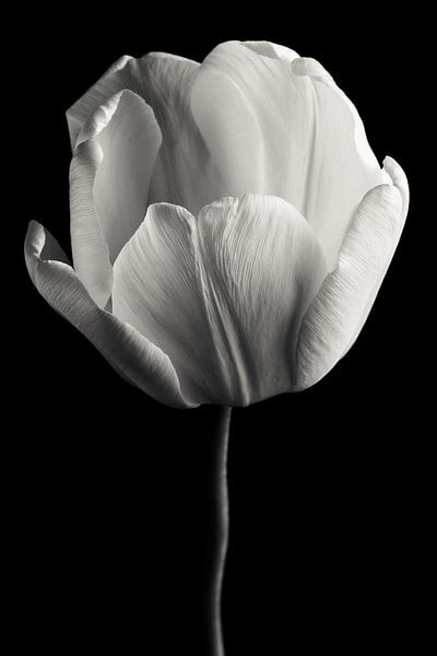 Tulipe noir et blanc par Steffen Sebastian Schäfer